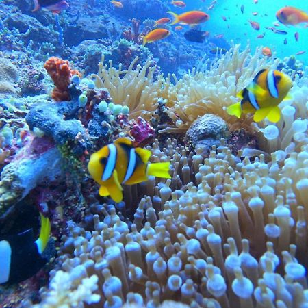 White Coral Rasdhoo Ξενοδοχείο Εξωτερικό φωτογραφία