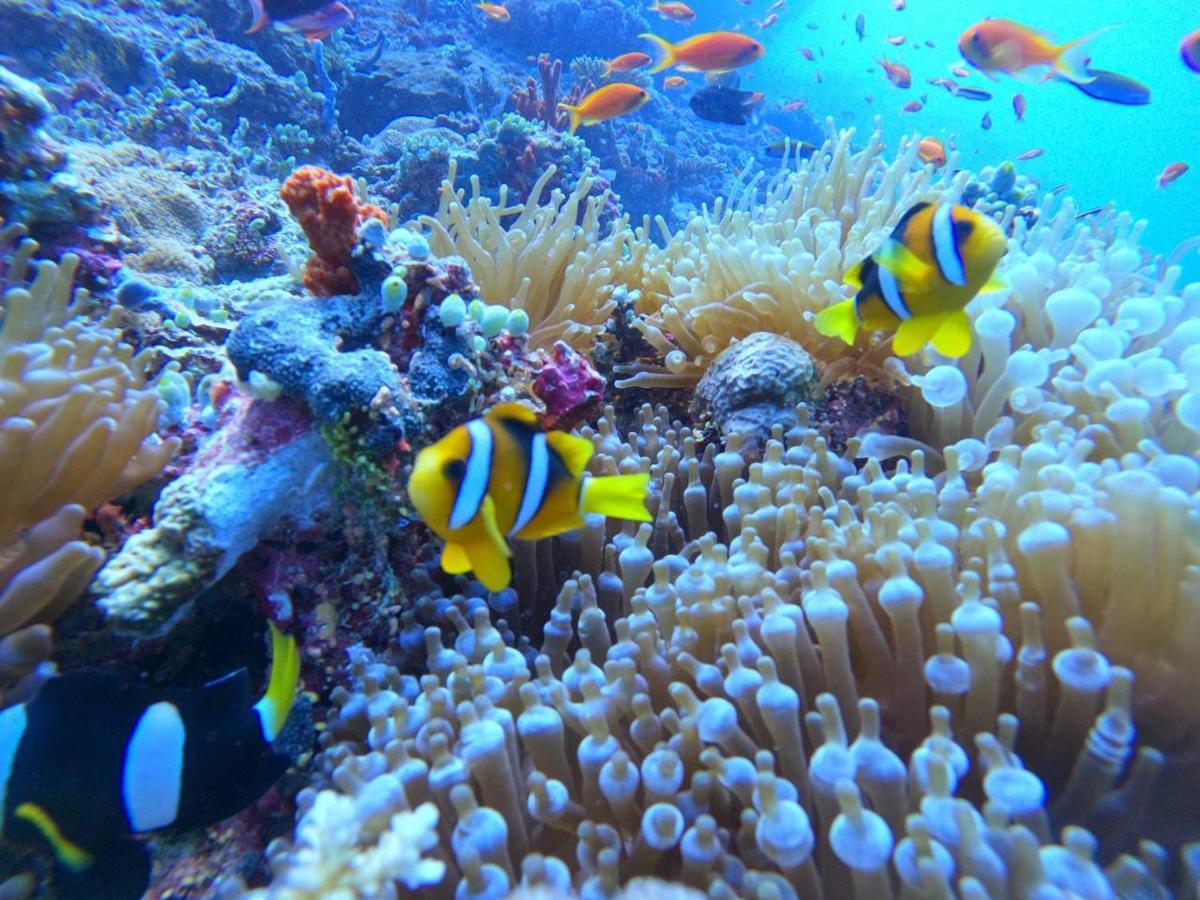 White Coral Rasdhoo Ξενοδοχείο Εξωτερικό φωτογραφία